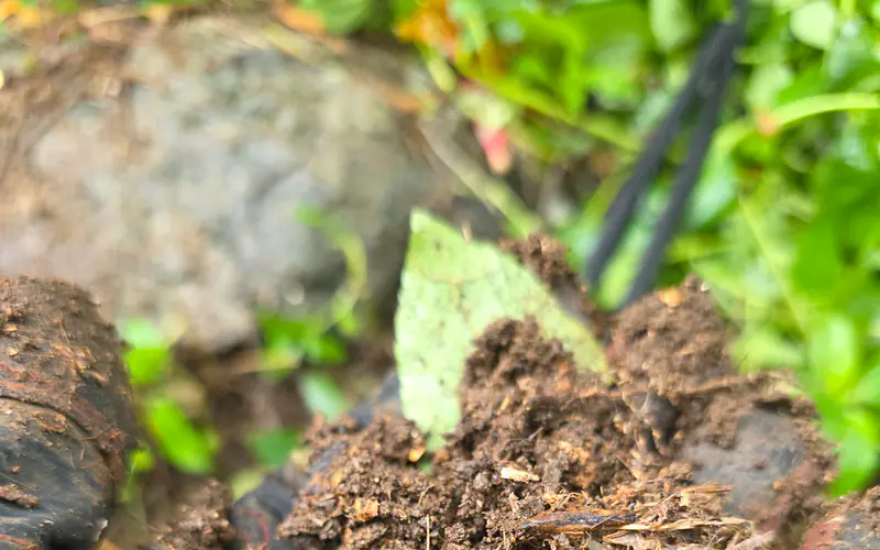 Close ground sample recorded during a condition assessment