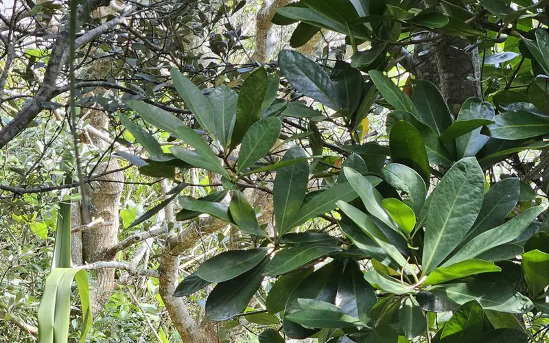 Vegetation establishing across a maintained stabilised slope